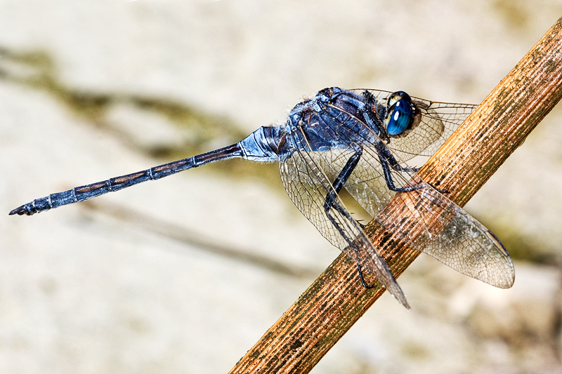 Un altro Orthetrum: O. trinacria